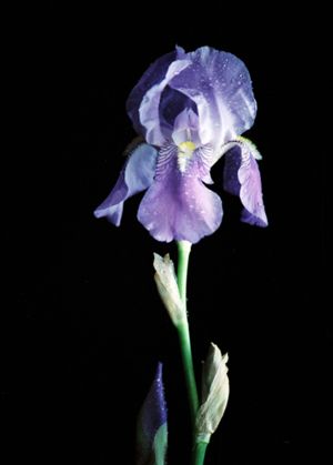 Purple-Iris.jpg
