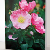 Prairie Rose Note Card